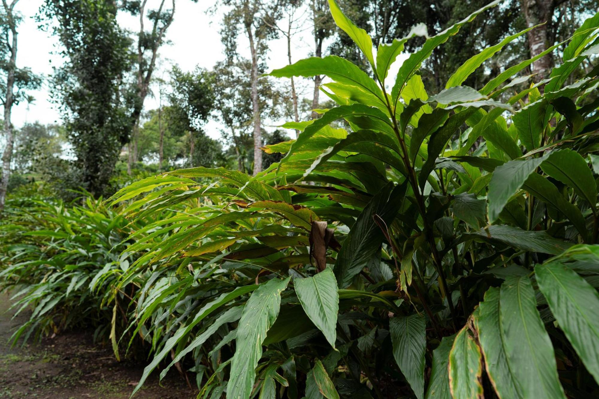 Carmelia Haven Resort Thekkady Exteriör bild